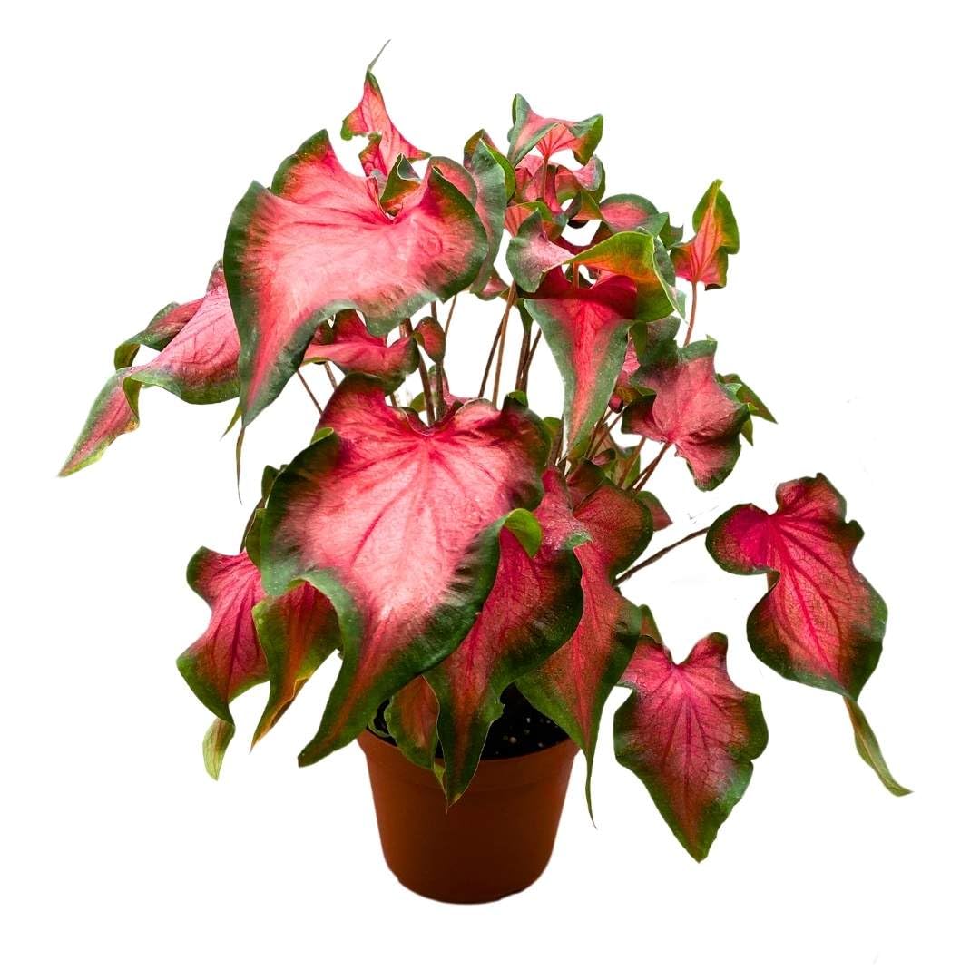 BubbleBlooms Caladium Fairytale Princess 6 inch