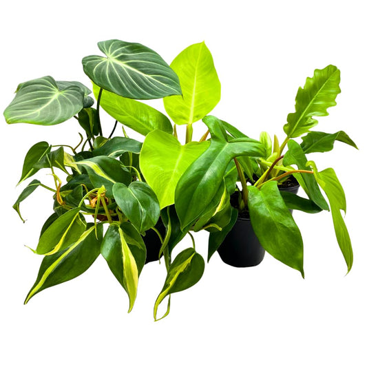 BubbleBlooms Philodendron Assortment in 4 inch Pots Set of 5