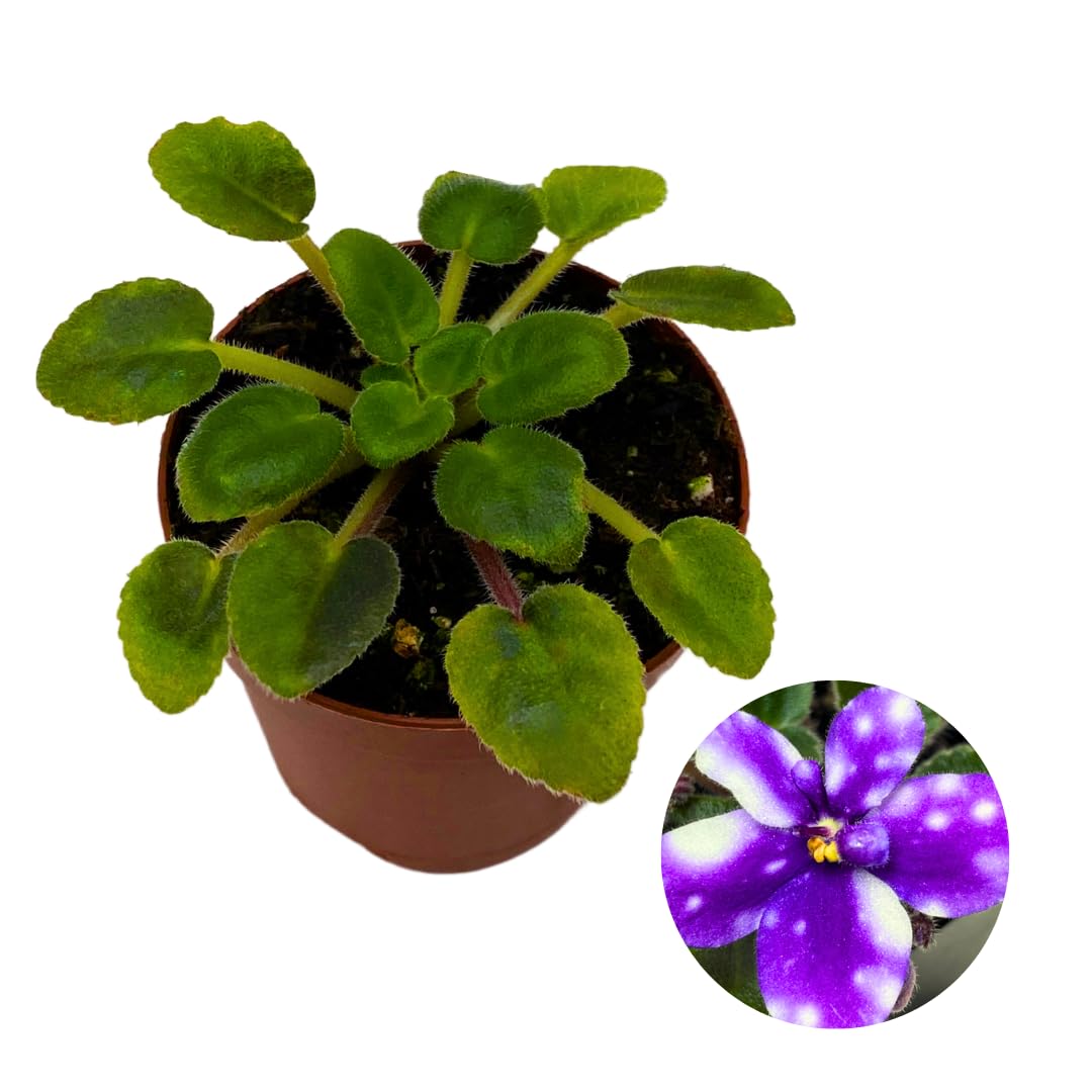 Harmony Foliage Mini African Violet Hunter's Primal Scream 2 inch Purple Flower White Flecks