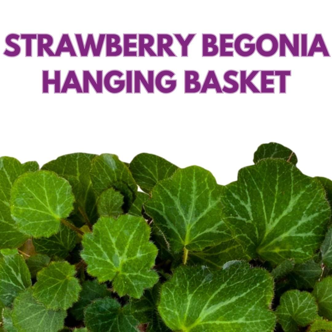 Harmony Foliage Strawberry Begonia Creeping Saxifraga in a 6 inch Hanging Basket