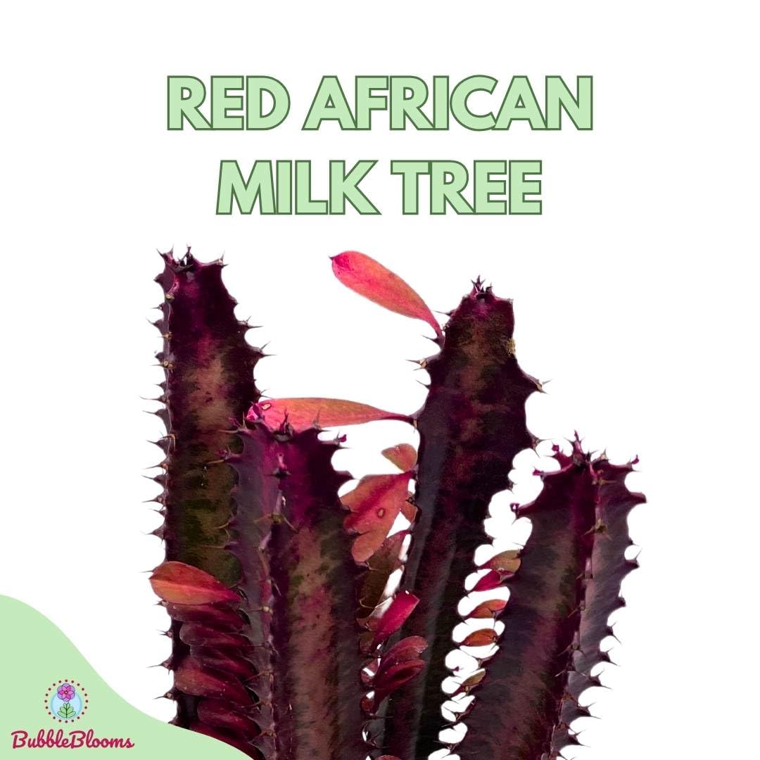BubbleBlooms Red African Milk Tree in a 6 inch Pot Euphorbia Trigona, All red