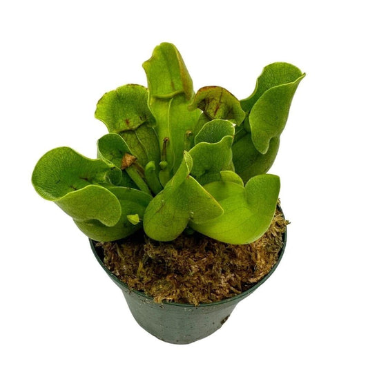 Jumbo Sweet Pitcher Plant, in a 3 Inch Pot, Carnivorous Plant, Sarracenia pitcherplant