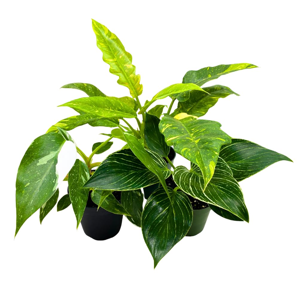 BubbleBlooms Rare Variegated Philodendron Assortment in 4 inch Pots Set of 3
