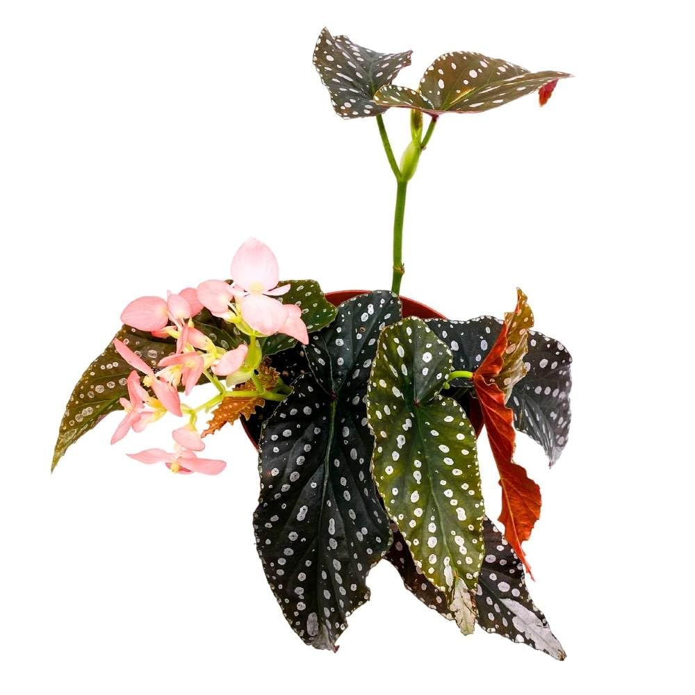 Harmony's Charisma Angel Wing, 6 inch Cane Begonia Huge Silver Tip Pink Flower Polkadots Jagged