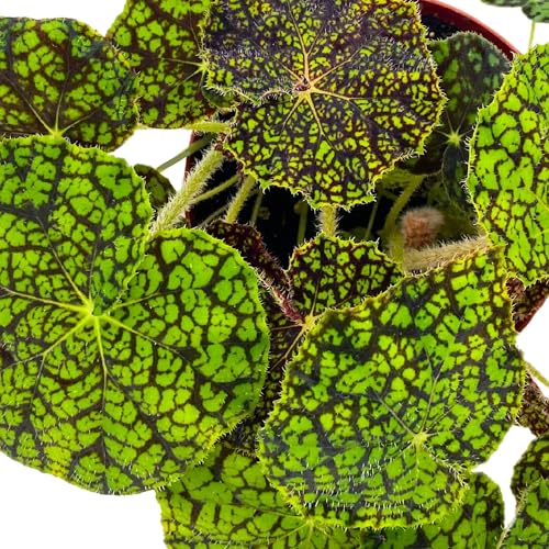 Harmony Foliage Begonia Lynda Evans 6 inch Rhizomatous