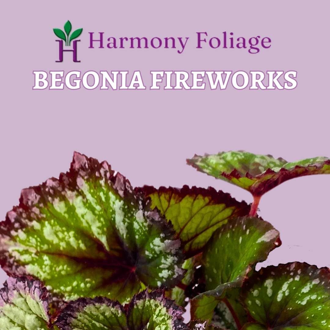 Fireworks Begonia Rex 6 inch Fire Works Green Purple White Splash