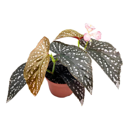 Harmony's Prophecy Angel Wing, 6 inch Cane Begonia Silver Tip White Polkadot Pink Flower