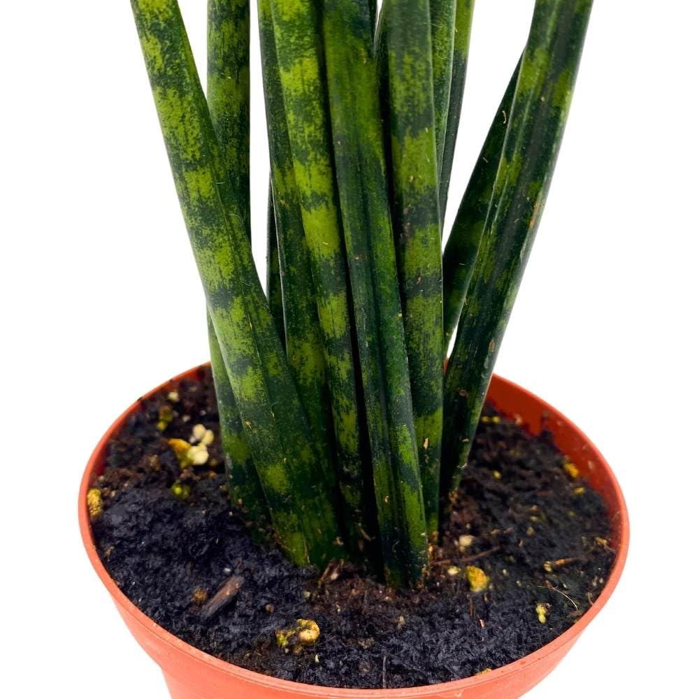 BubbleBlooms Sansevieria Fernwood Mikado in a 4 inch Pot