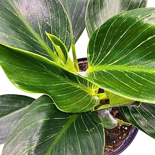 BubbleBlooms Philodendron Birkin White Wave in a 6 inch Pot