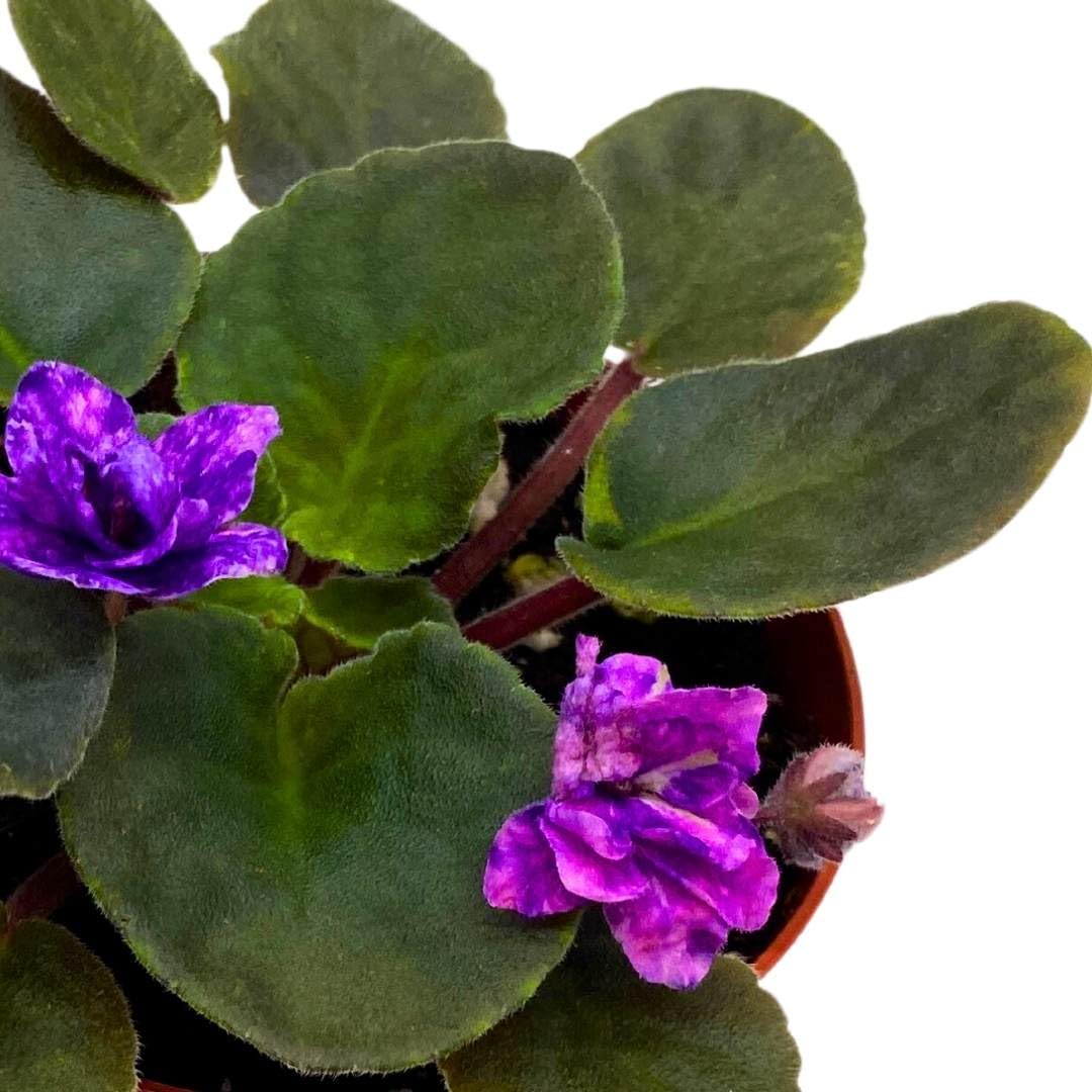 Harmony Foliage African Violet Cajun's Blueberry Hill 4 inch Gesneriad