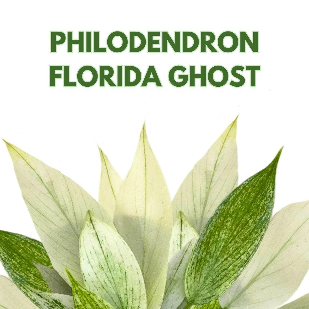 BubbleBlooms Philodendron Florida Ghost Variegated Rare in a 4 inch Pot