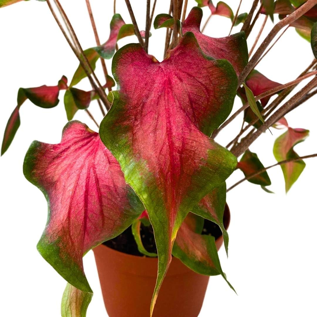 BubbleBlooms Caladium Fairytale Princess 6 inch