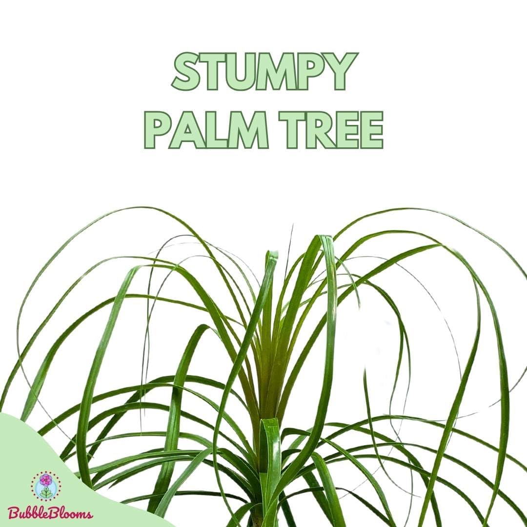 Indoor Stumpy Palm, Very Large Stump in 6 inch Pot