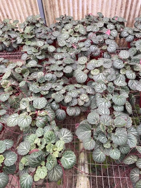 Harmony Foliage Strawberry Begonia in 2 inch pots 45-Pack Bulk Wholesale Creeping Saxifrage Saxifraga stolonifera