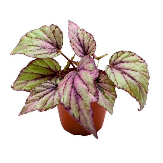 Begonia Hugh McLaughlin, 4 inch Gray Pink Rhizomatous Rhizo