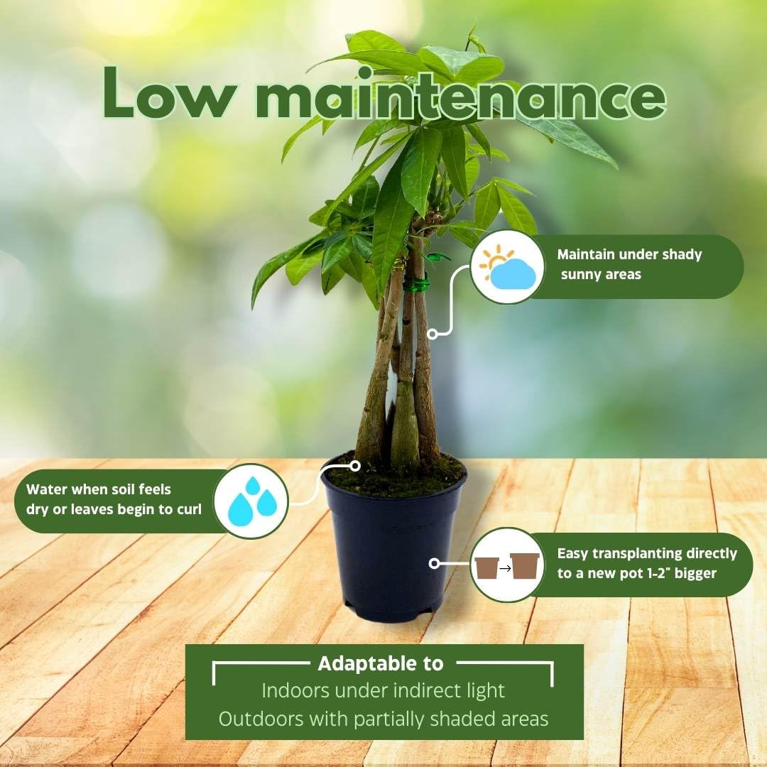 transplanting money tree plant BubbleBlooms Braided Money Tree Pachira aquatica in a 4 inch Pot Water – Florida House Plants