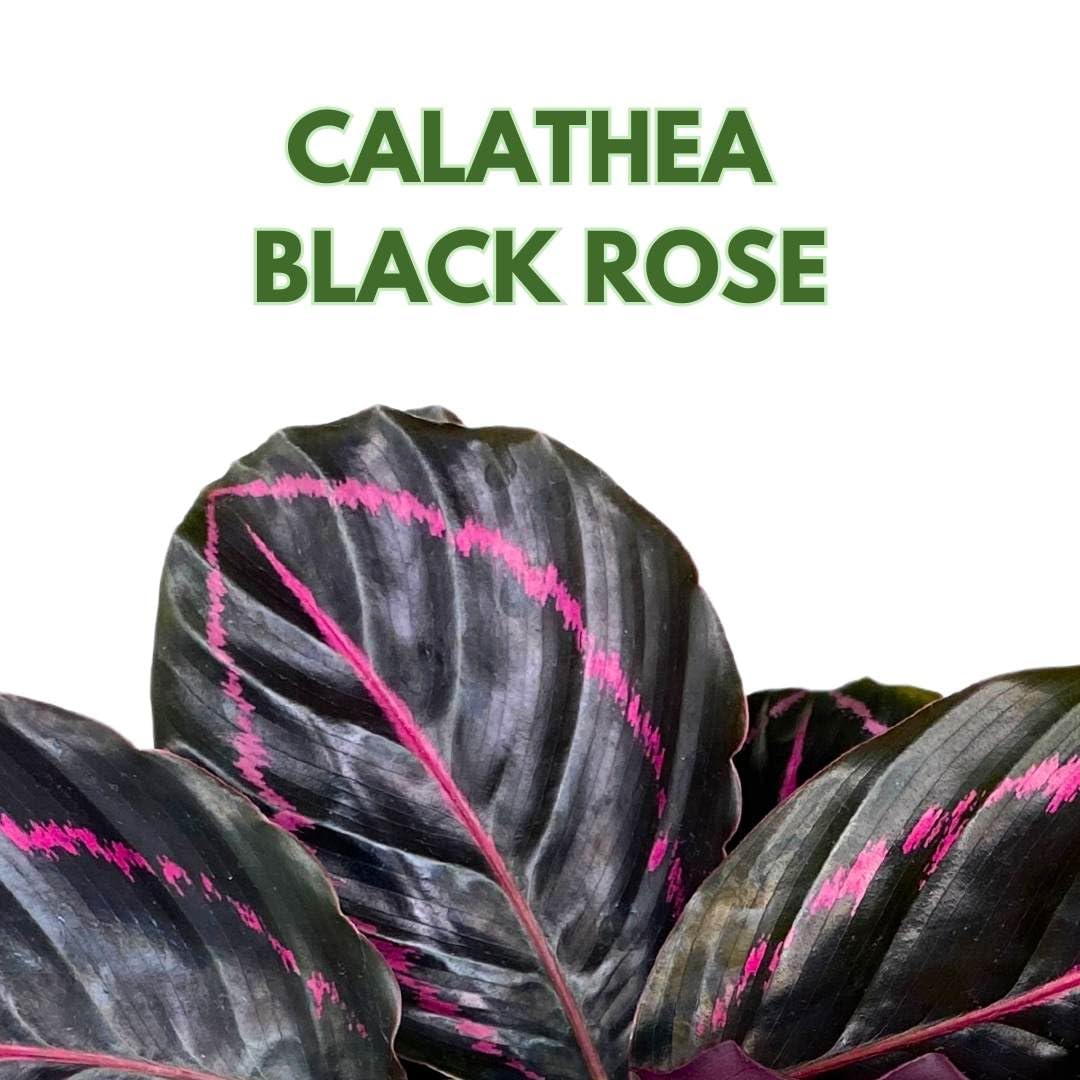 BubbleBlooms Calathea Dottie Black Rose Roseopicta in a 4 inch Pot