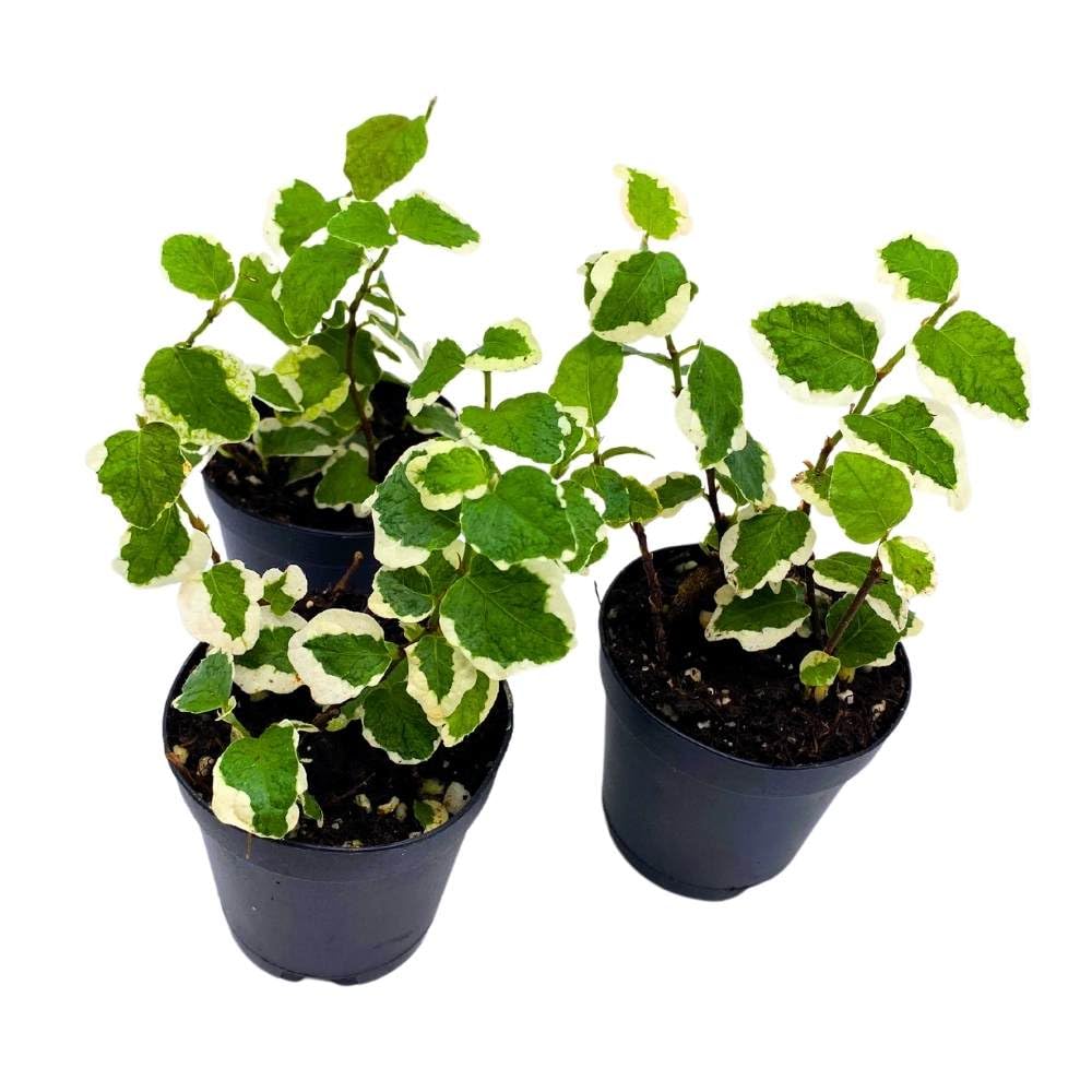 Ficus Pumlia 2 inch Set of 3 Variegated Creeping Fig Tiny Mini Pixie Plants