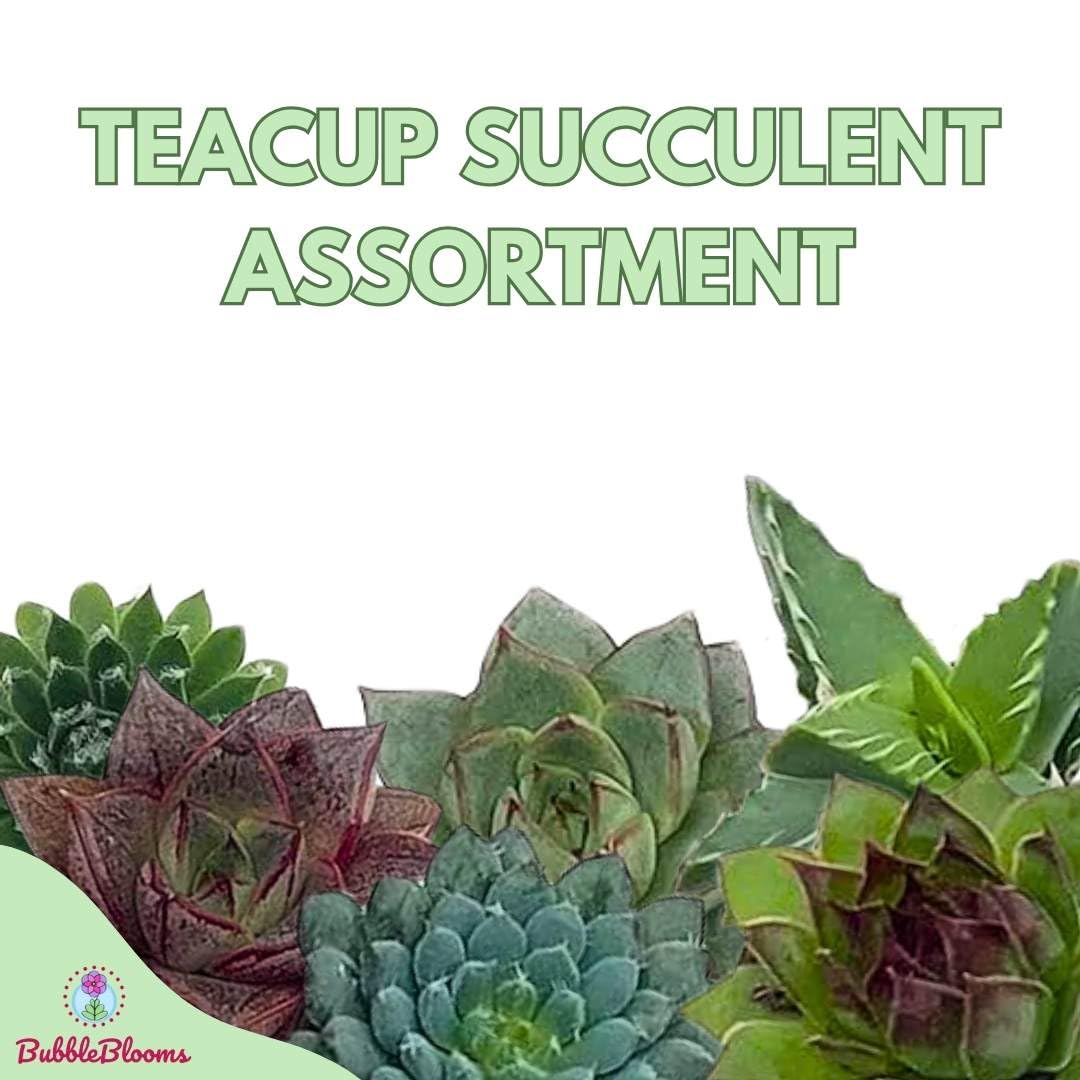 Teacup Succulent Assortment, in 1 inch pots with Saucers, Super Cute, Best Gift, Plant Collection Set, Party Favors, Variety Bundle