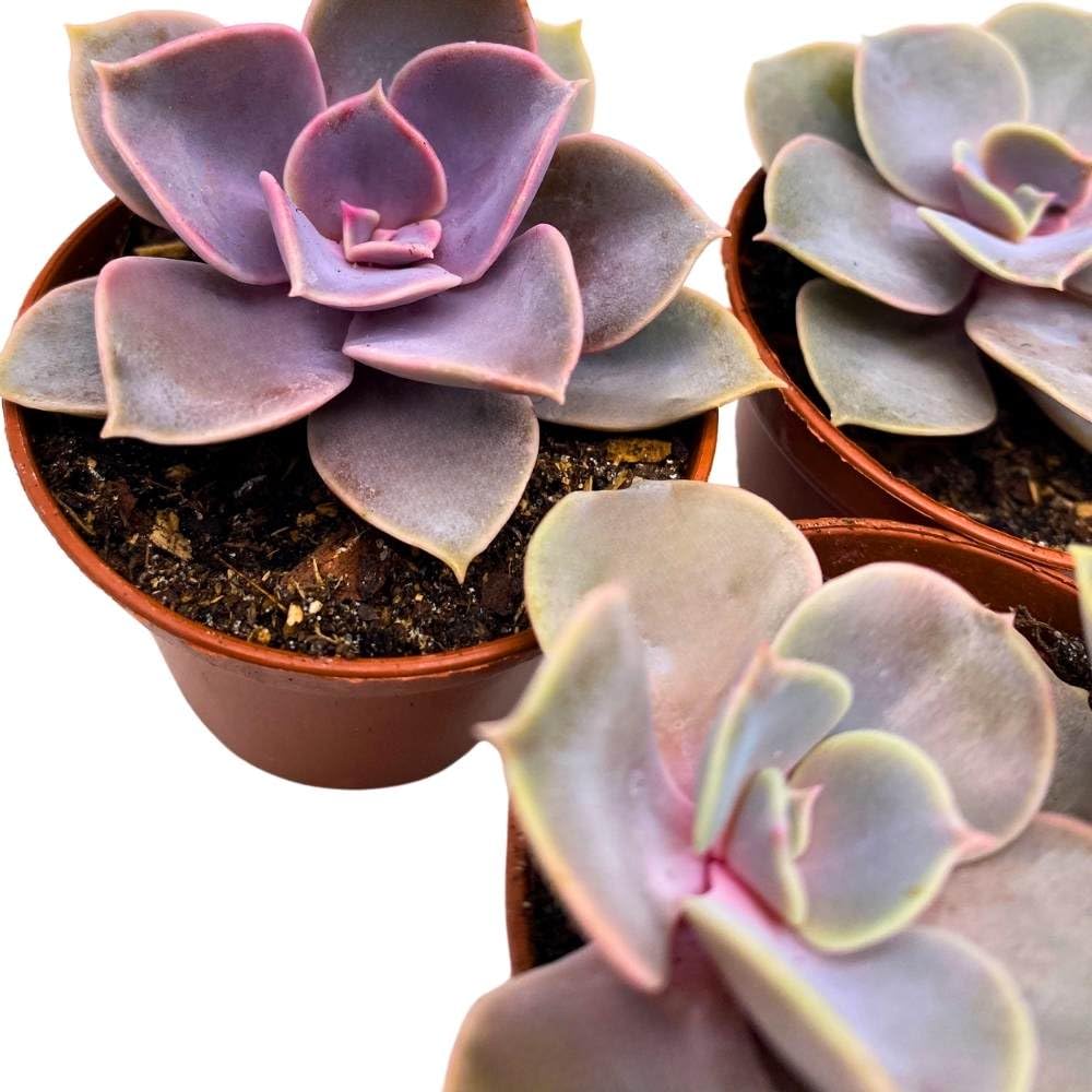 Echeveria Purple Pearl, 2 inch Set of 3, Perle von Nurnberg gibbiflora Tiny Mini Pixie Succulents