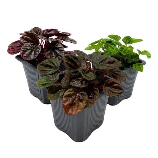 Peperomia Assortment Set of 3 in 3 inch pots Growers Choice Colorful Ripple Peps