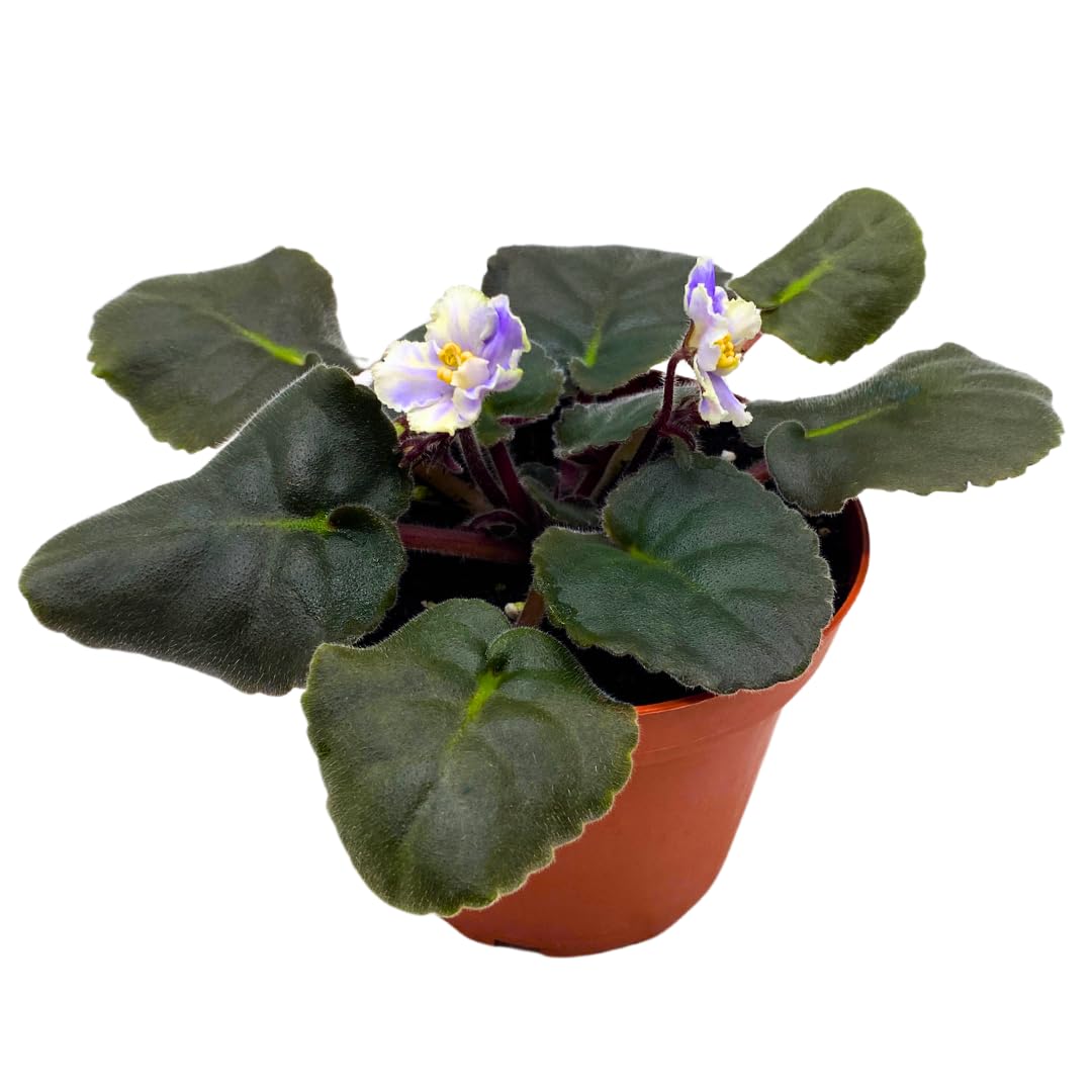 Harmony Foliage African Violet Harmony's Cotton Candy 4 inch White Purple Flower