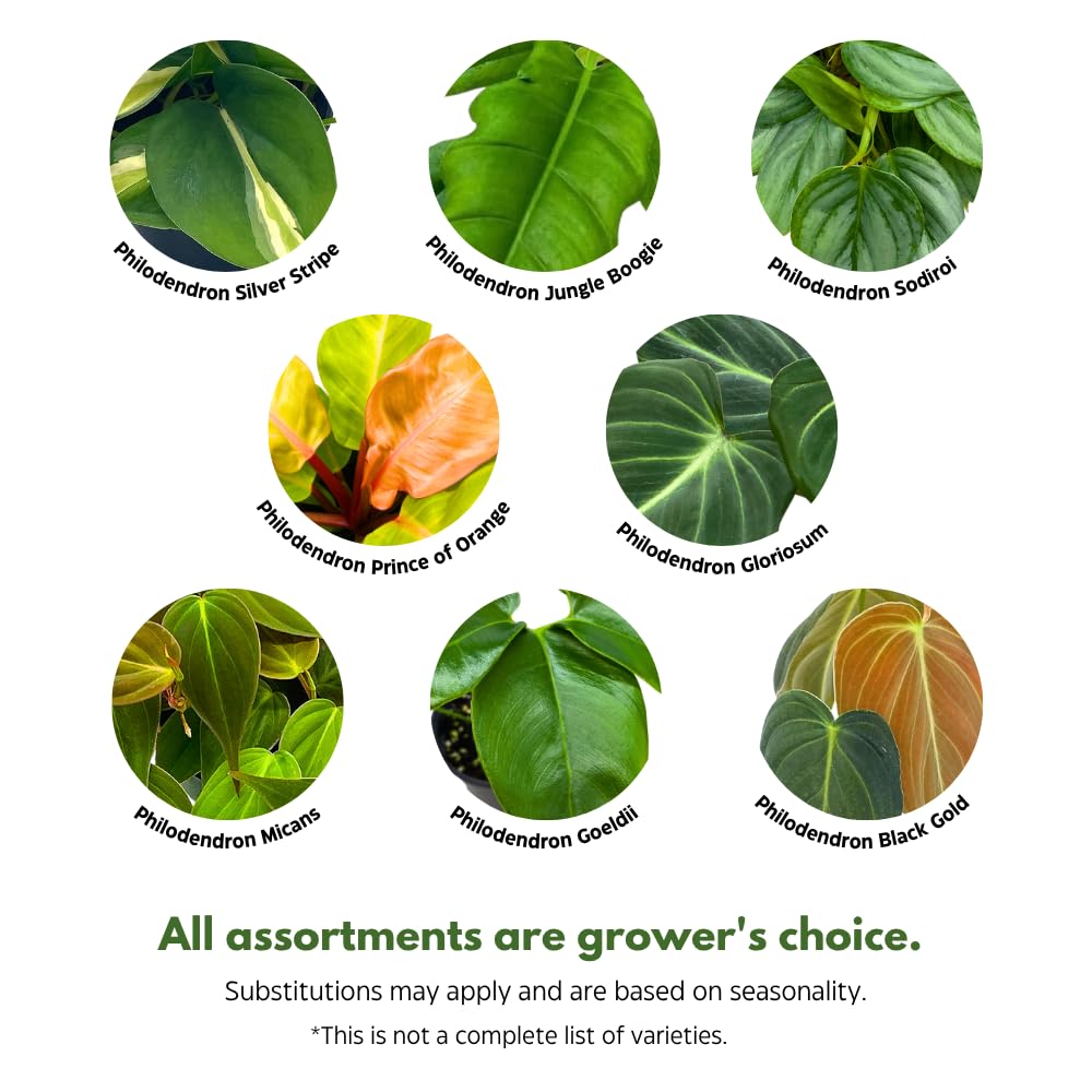 BubbleBlooms Philodendron Assortment in 4 inch Pots Set of 5