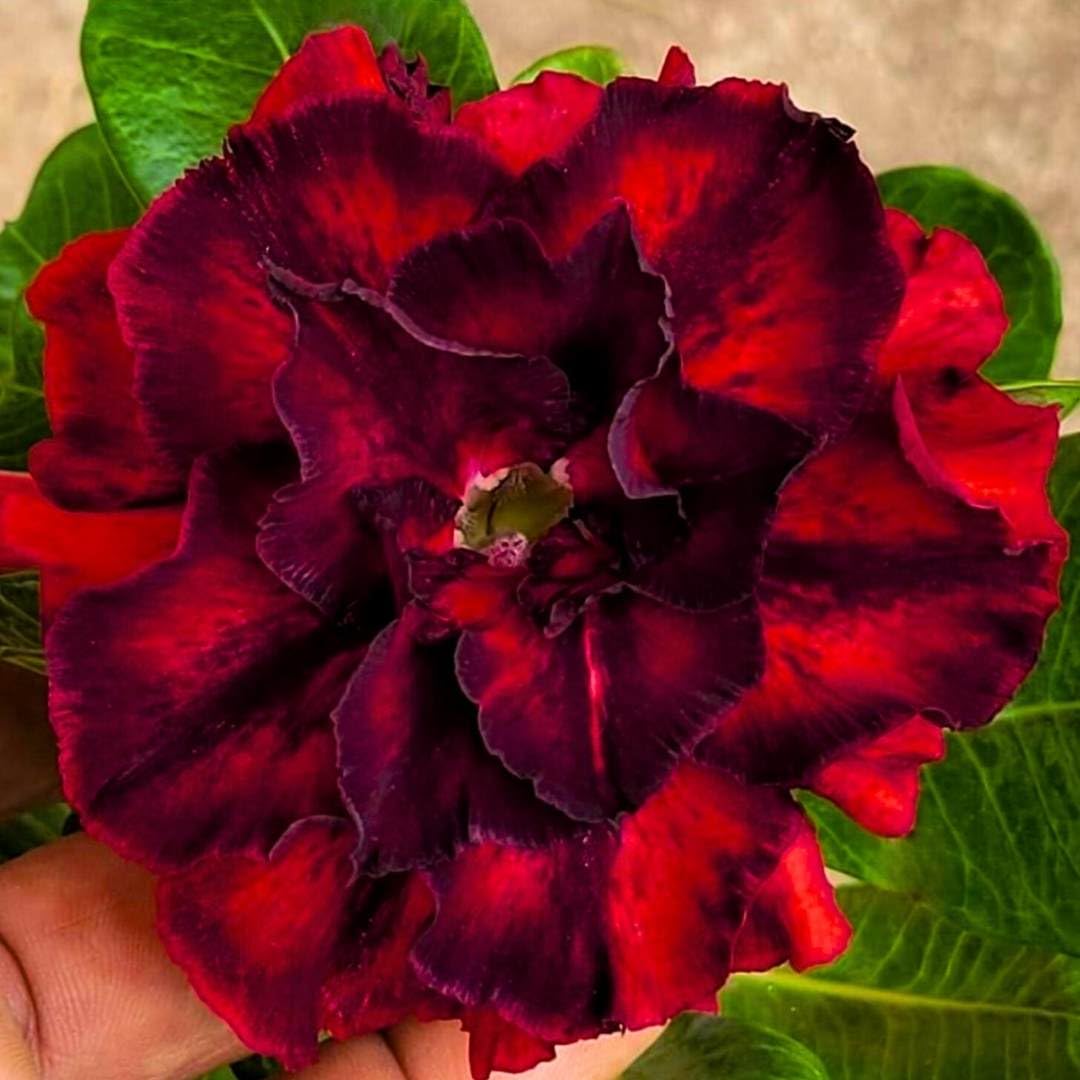 BubbleBlooms Desert Rose Queen of Spades 5 inch Pot Red and Black Variegated Exotic Rare Flower