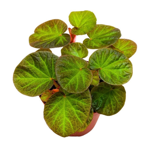 Begonia Manaus, 4 inch Rhizomatous Rhizo Green Orange Brown Fuzzy Leaves