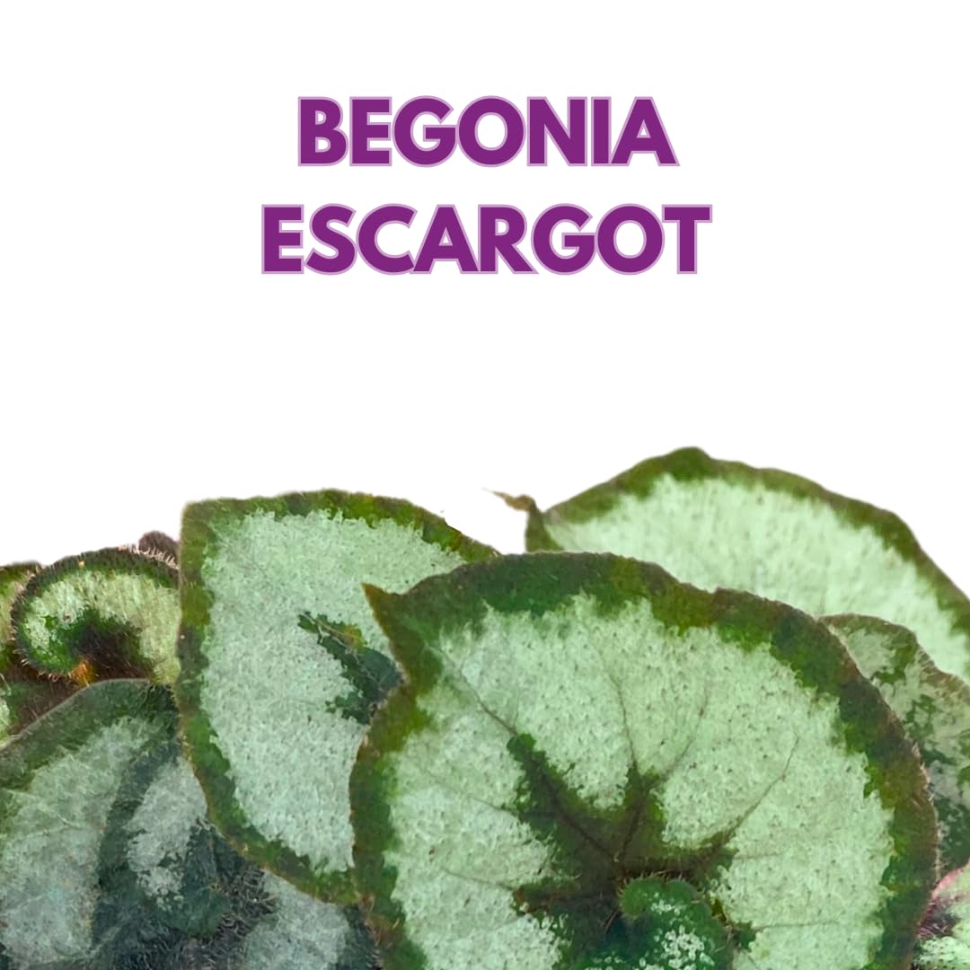 Harmony Foliage Begonia Escargot Rex 6 inch Fuzzy Spiral Pink Fuzz