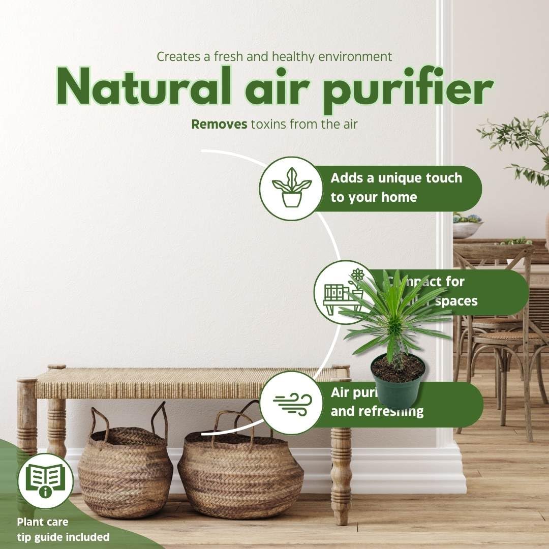 BubbleBlooms Madagascar Palm, Pachypodium Lamerei, in a 4 inch Pot