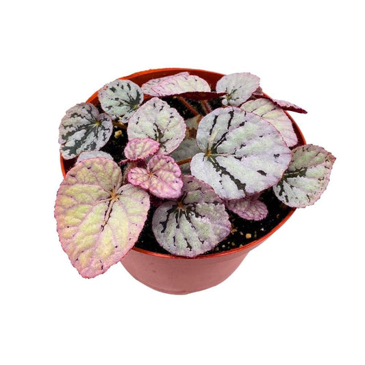 Silver Dollar Begonia Rex 6 inch White Round Leaves