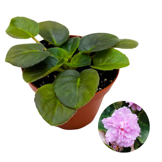 Harmony Foliage African Violet Pink Panther 4 inch Pink Flower