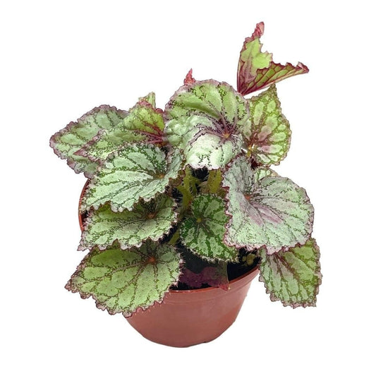 BubbleBlooms Harmony's Peace Begonia Rex, 4 inch Painted-Leaf Winter Cold Begonia, Unique Homegrown Exclusive, Variegated