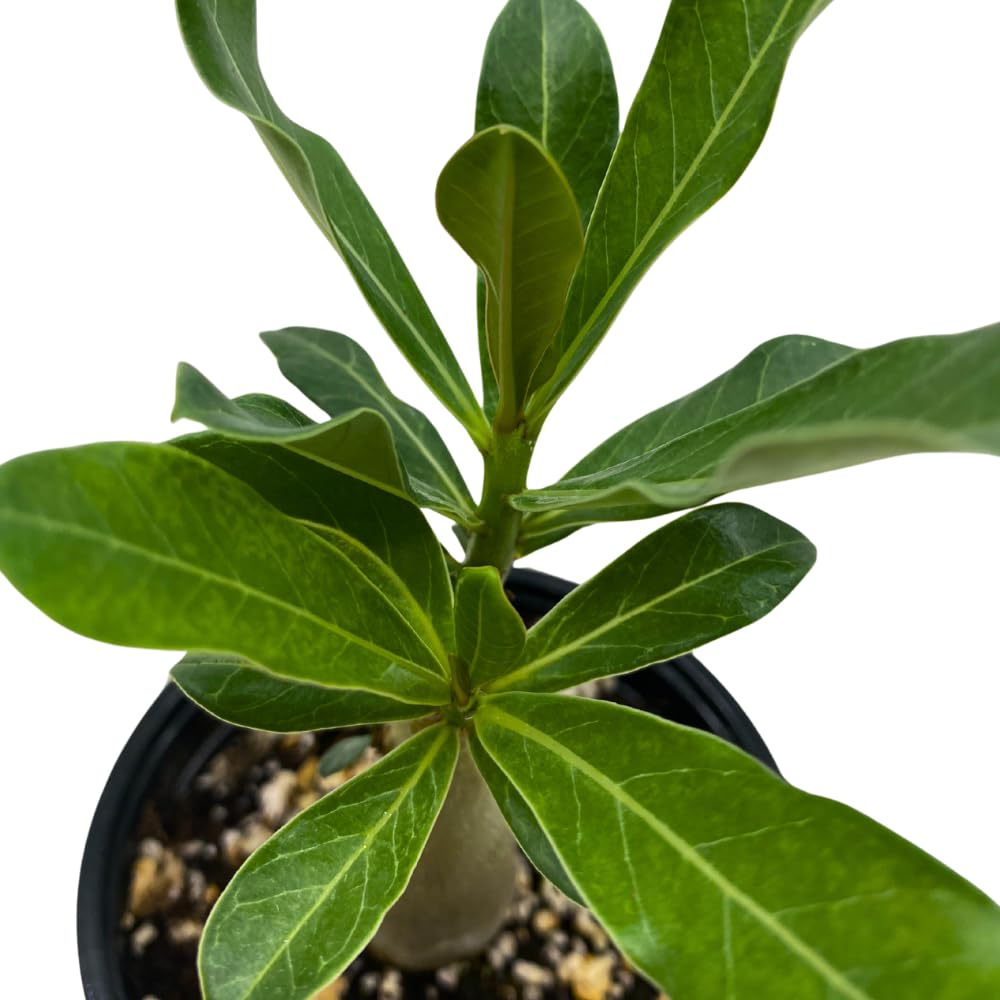 BubbleBlooms Desert Rose Peony in a 4 inch Pot Extremely Rare Flower