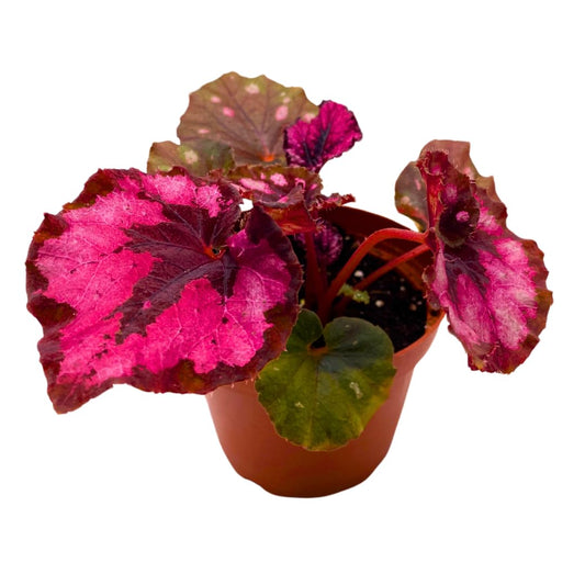 Harmony Foliage Harmony's Cherry Blossom Begonia Rex 4 inch Red Black Curly