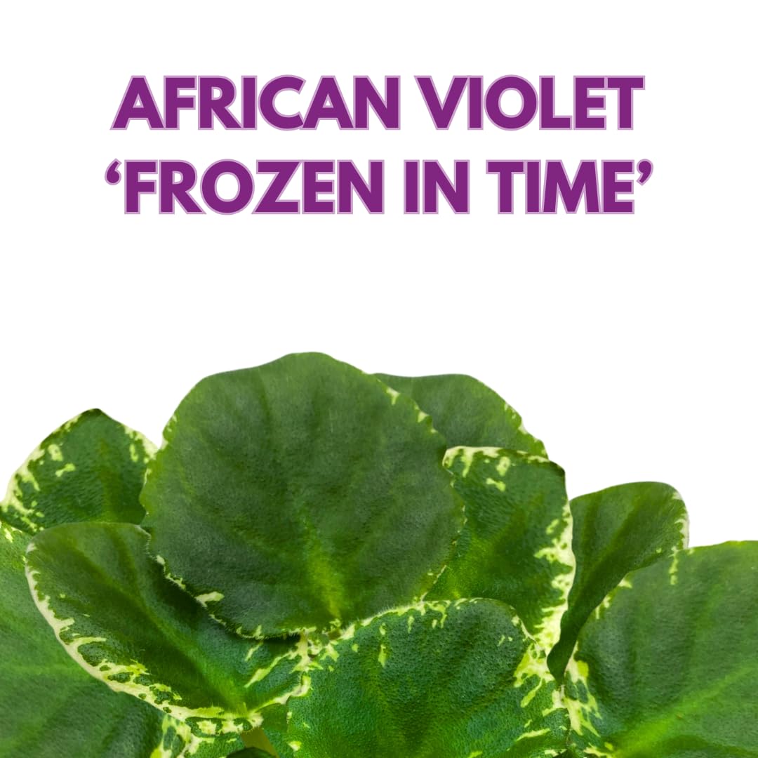 Harmony Foliage African Violet Frozen in Time Variegated 4 inch White Flower