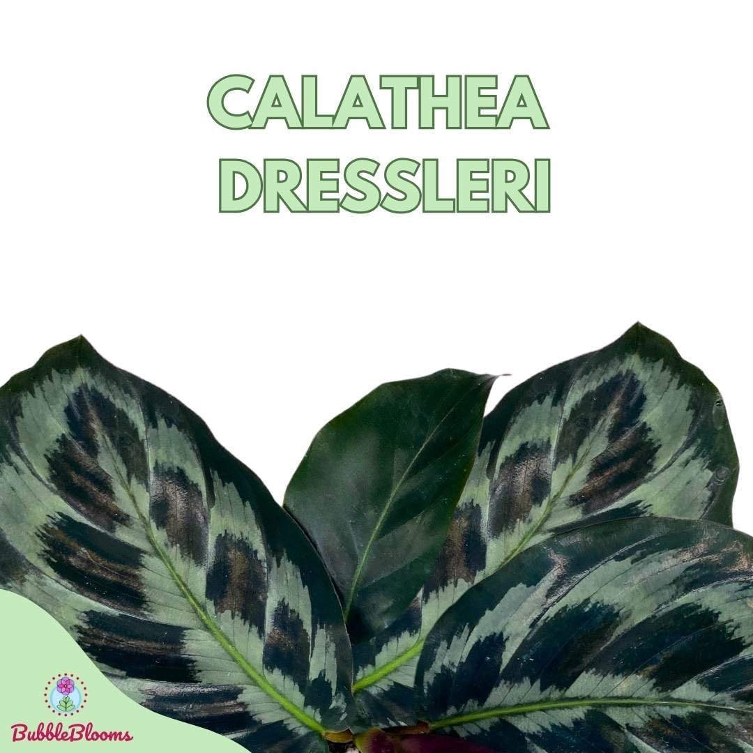 BubbleBlooms Calathea dressleri Helen Kennedy in a 4 inch Pot Peacock – Florida House Plants