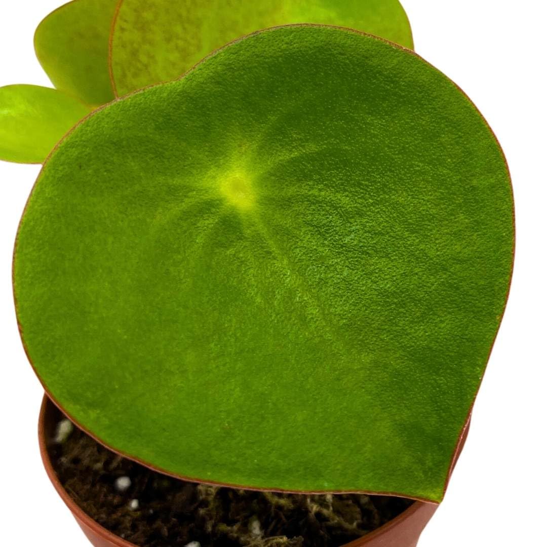 Harmony Foliage Peperomia Harmony's Midnight Wave 4 inch