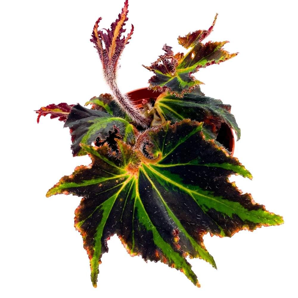 Spirit of Comores 4 inch Rhizomatous Begonia Black Green Jagged Edges