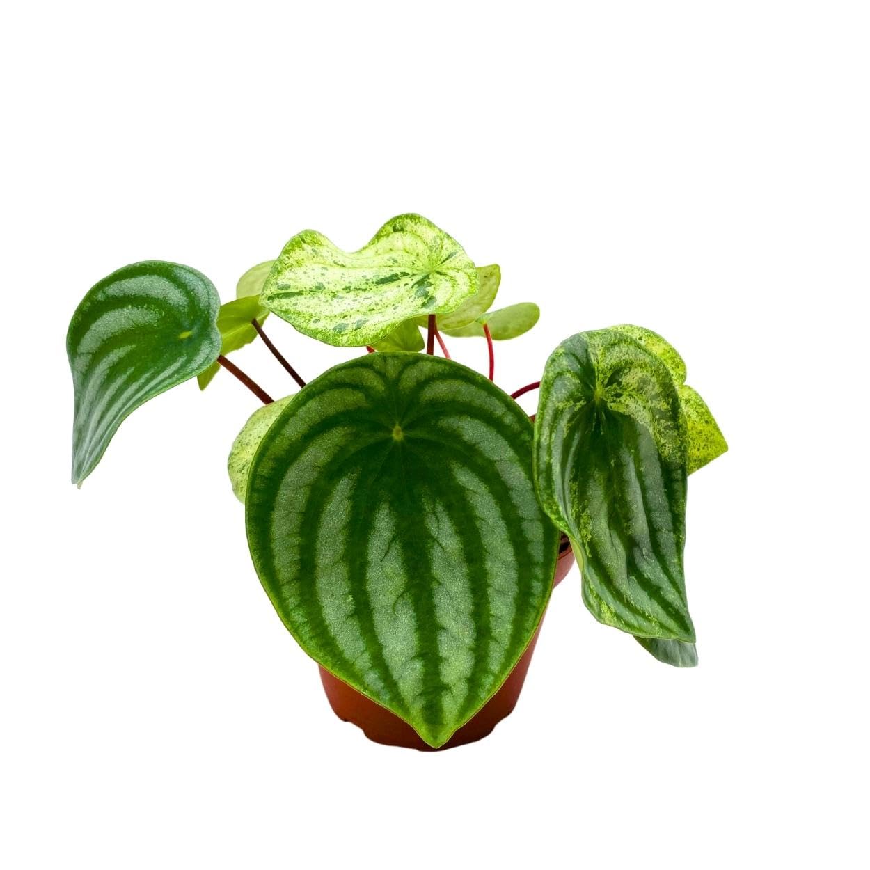 Harmony's Gold Dust, 4 inch, peperomia Variegated Watermelon pep Sport