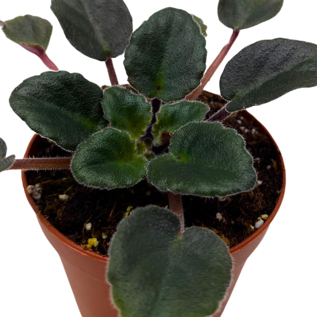 Harmony Foliage Mini African Violet Jolly Magic 2 inch Fuscia Flower