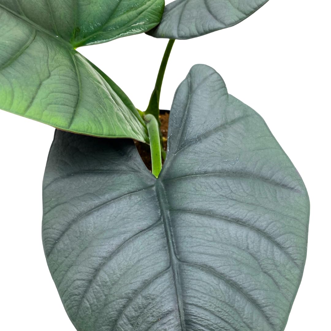 BubbleBlooms Alocasia Reginae Mirror Face 4 inch Rare House Plant