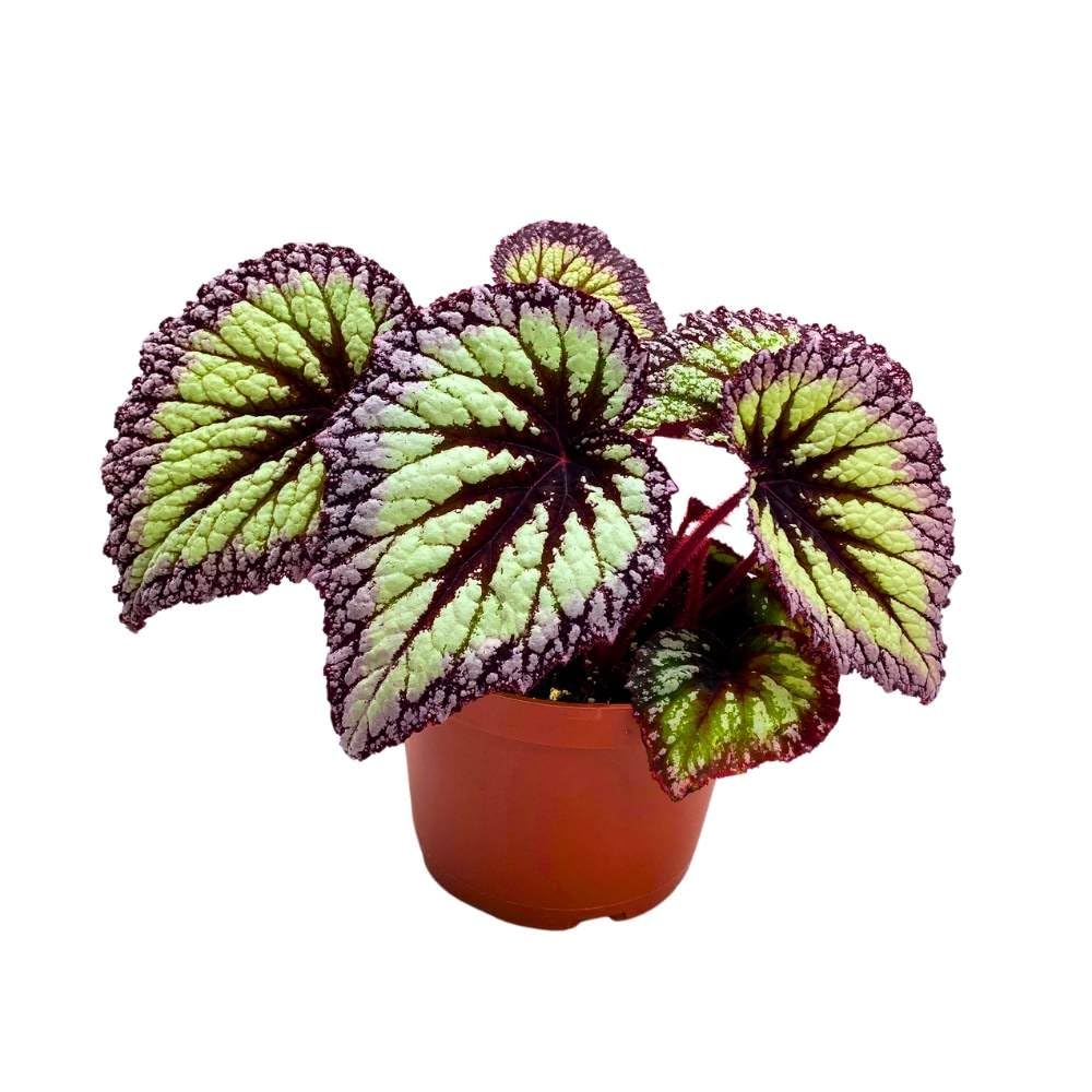 Harmony's Starry Night Begonia Rex 6 inch Super Splashy White Purple Band