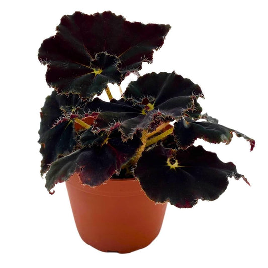 Begonia Dark Mambo Rhizomatous Rhizo in a 4 inch Black Round Leaves