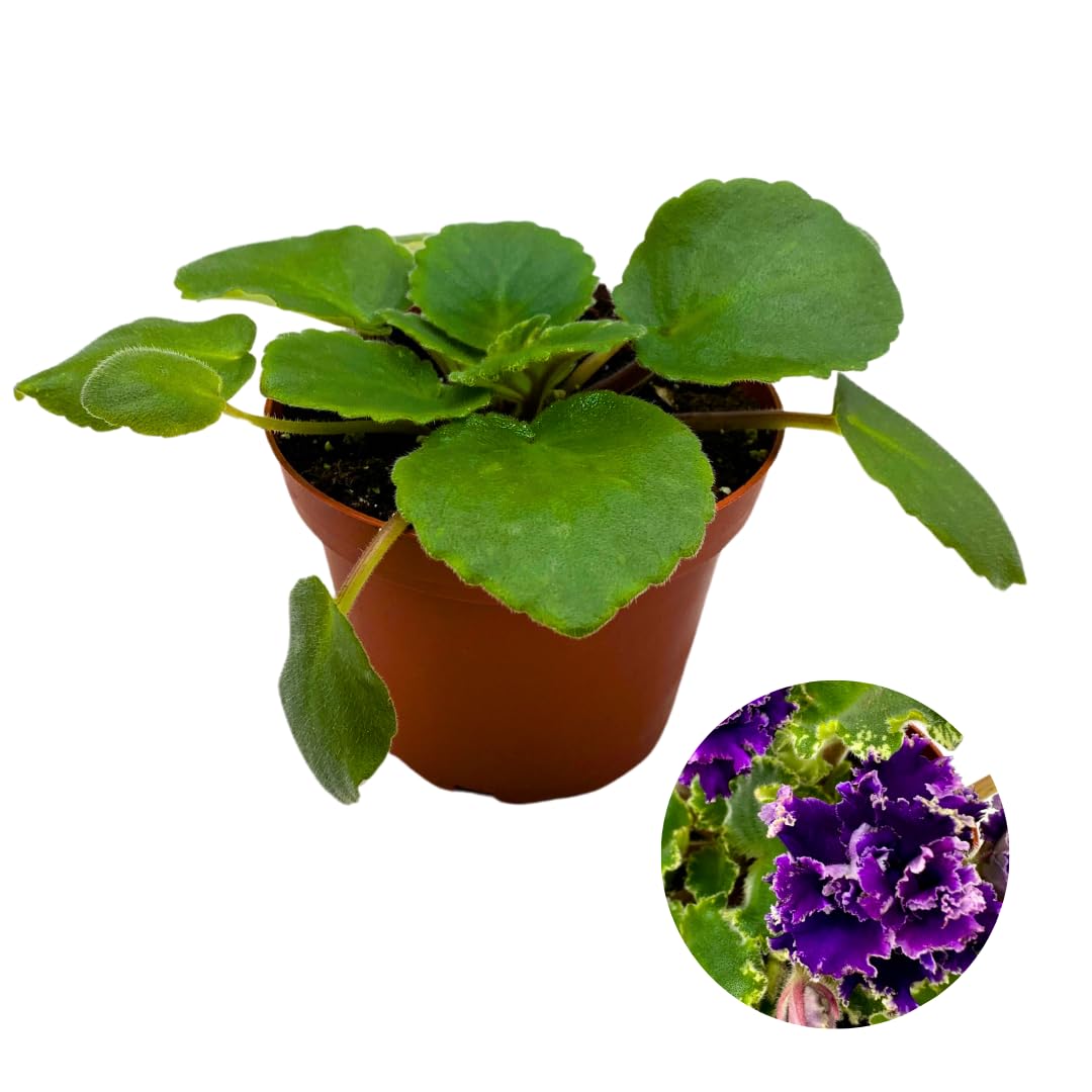 Harmony Foliage African Violet Harmony's Dancing Queen 4 inch Purple Flower