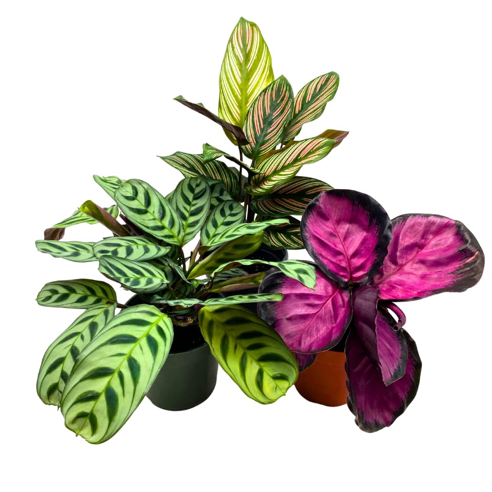 BubbleBlooms Calathea Assortment in 4 inch Pots Set of 3 Prayer Plants