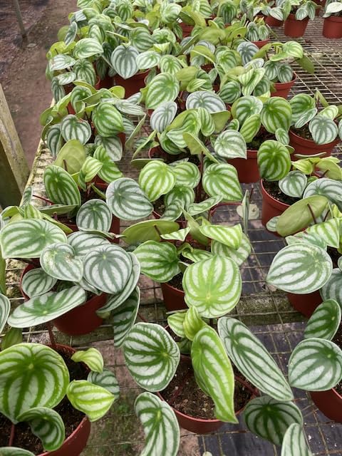 Harmony Foliage Watermelon Peperomia in 4 inch pots 30-Pack Bulk Wholesale Plants Pep argyreia