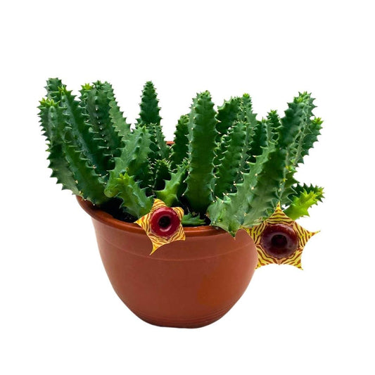 BubbleBlooms Lifesaver Stapelia Huernia Zebrina in a 6 inch Pot