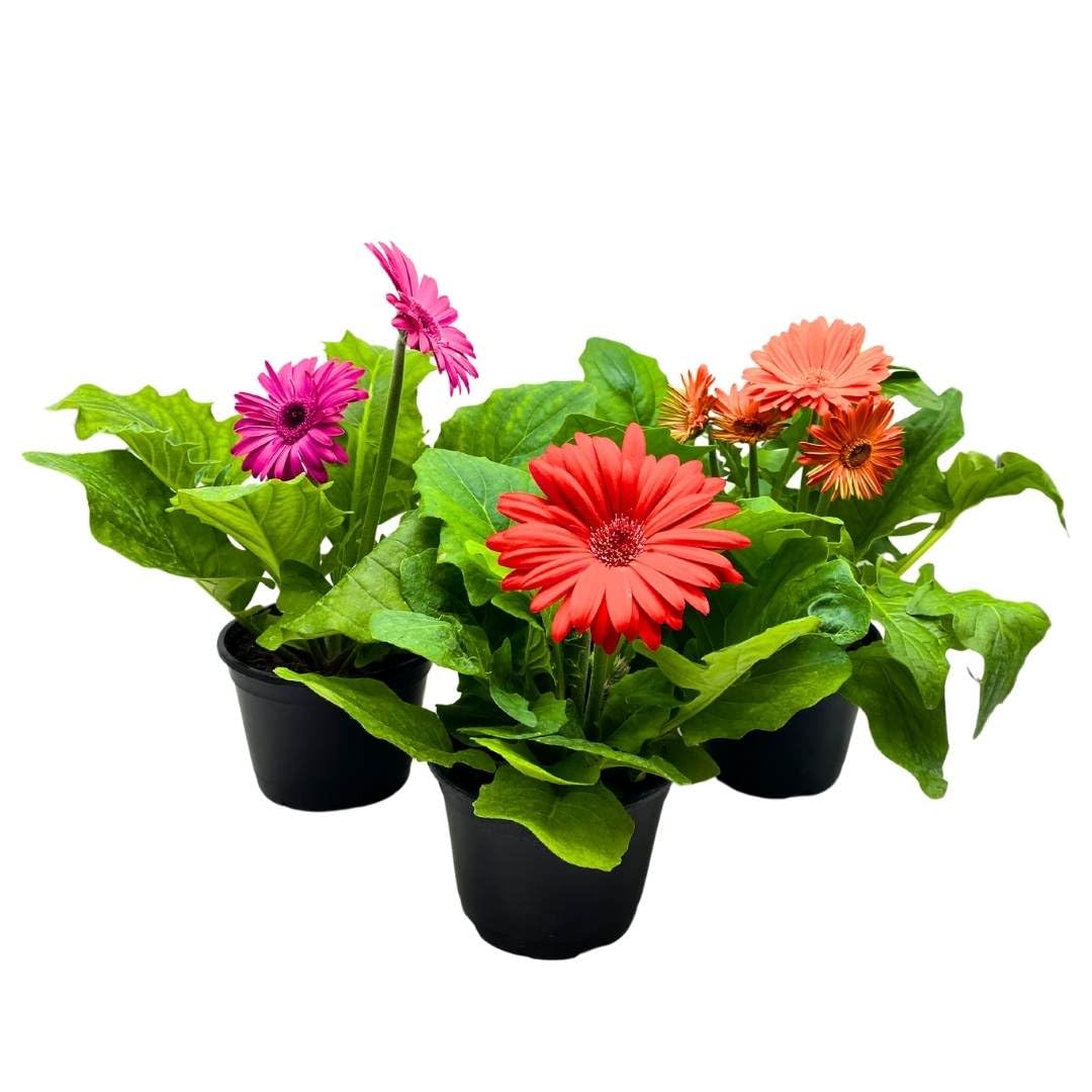 BubbleBlooms Flowering Gerbera Daisy jamesonii Set of 3 in 4 inch pots African Barberton Transvaal Hilton Daisy Mother's Day Plants